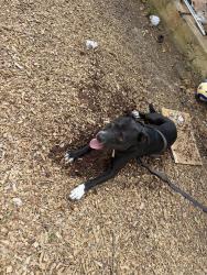 Reunited Male Dog last seen Last seen near bishop run ln and queen mill rd Mableton, Mableton, GA 30126