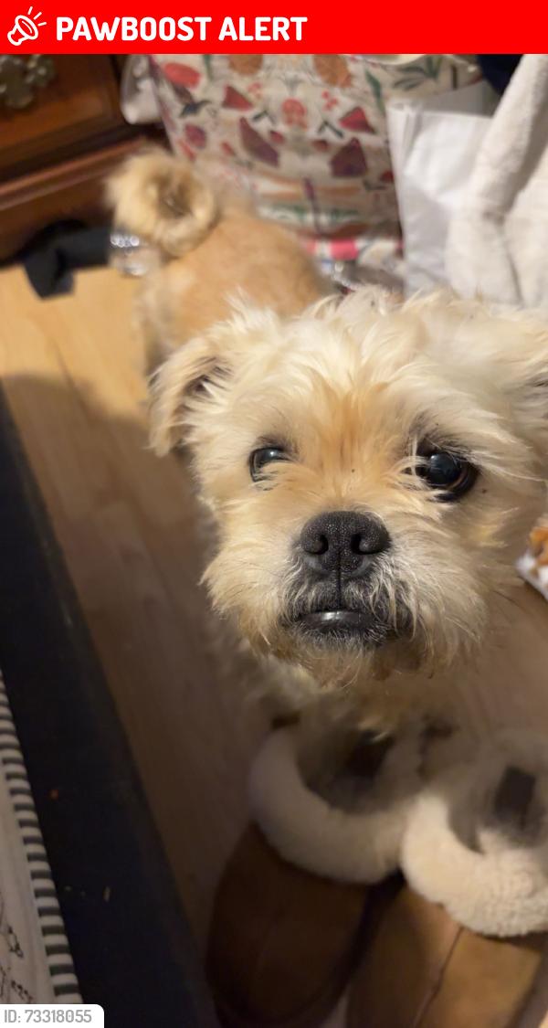 Lost Female Dog last seen long shoals rd marietta, Greenville County, SC 29661