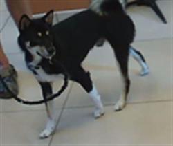 Shelter Stray Male Dog last seen SAND HILL CRANE DR, 19640 Dogpatch Ln, Land O' Lakes, FL 34638, USA