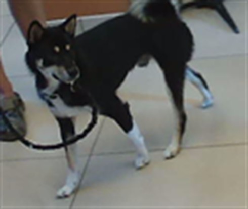 Shelter Stray Male Dog last seen SAND HILL CRANE DR, 19640 Dogpatch Ln, Land O' Lakes, FL 34638, USA