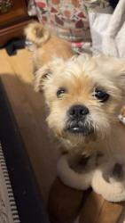 Lost Female Dog last seen long shoals rd marietta, Greenville County, SC 29661