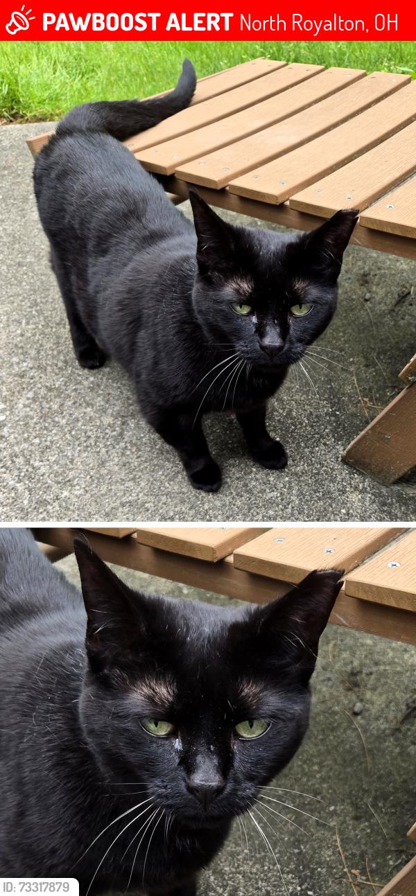 Lost Female Cat last seen Cross Creek Lane, north royalton, ohio, North Royalton, OH 44133
