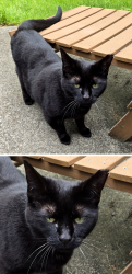 Lost Female Cat last seen Cross Creek Lane, north royalton, ohio, North Royalton, OH 44133