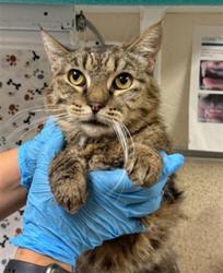 Shelter Stray Female Cat last seen Near BLOCK ALTON ST, JURUPA VALLEY CA 92509, 6851 Van Buren Boulevard, Jurupa Valley, CA 92509, USA