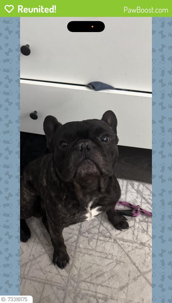 Reunited Male Dog last seen Silver Rd, Silver Springs Shores, FL 34472