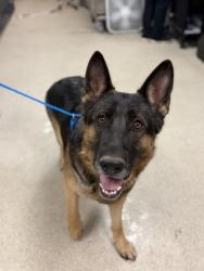 Shelter Stray Female Dog last seen BUSHNELL//MITCHELL AVE, 6851 Van Buren Boulevard, Jurupa Valley, CA 92509, USA