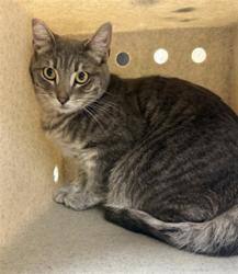Shelter Stray Female Cat last seen Near BLOCK MASSACHUSETTS AVE, RIVERSIDE CA 92507, 6851 Van Buren Boulevard, Jurupa Valley, CA 92509, USA