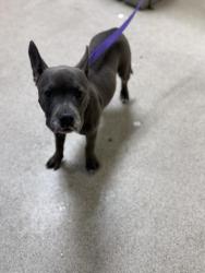 Shelter Stray Female Dog last seen Near BLOCK UNIVERSITY AVE, RIVERSIDE CA 92507, 6851 Van Buren Boulevard, Jurupa Valley, CA 92509, USA