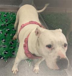 Shelter Stray Female Dog last seen Near, 2600 S Harding St, Indianapolis, IN 46221, USA