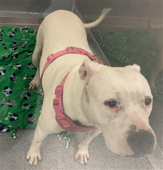 Shelter Stray Female Dog last seen Near, 2600 S Harding St, Indianapolis, IN 46221, USA
