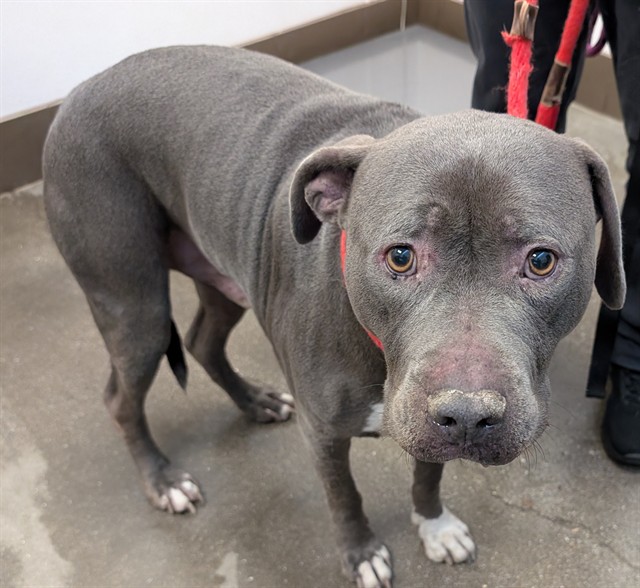 Shelter Stray Male Dog last seen , 4000 N Silverbell Rd, Tucson, AZ 85745, USA