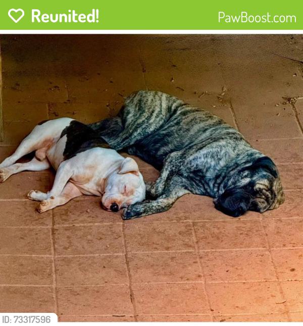 Reunited Male Dog last seen Near Long Branch Rd, Salisbury, NC 28147, USA, Salisbury, NC 28147