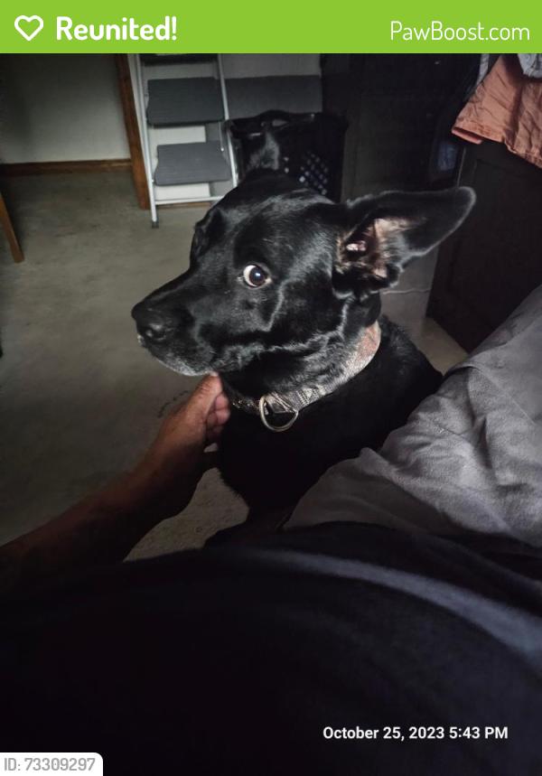 Reunited Male Dog last seen County Line Road, Oklahoma City, OK 73162