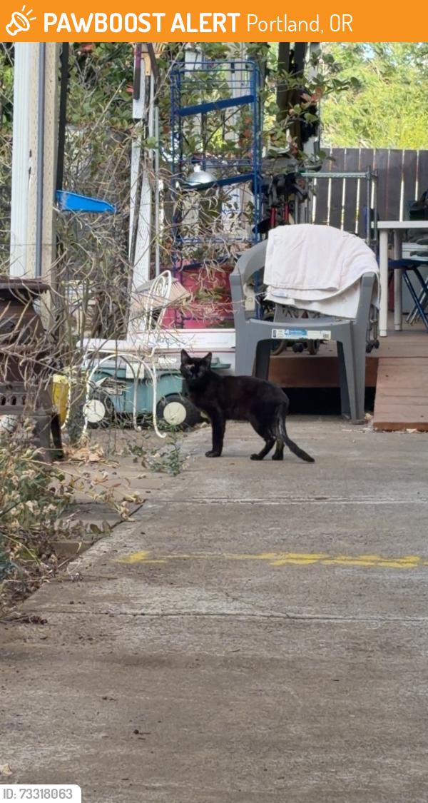 Found/Stray Unknown Cat last seen 62nd ave, Fern ave, Portland, OR 97206