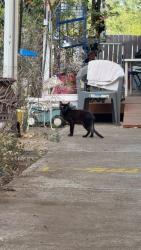 Found/Stray Unknown Cat last seen 62nd ave, Fern ave, Portland, OR 97206