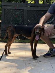 Reunited Male Dog last seen Rufus Ratchford and Fewell Td, York County, SC 29710