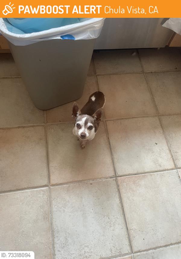 Found/Stray Male Dog last seen Near Anita st, Chula Vista, CA 91911