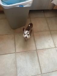 Found/Stray Male Dog last seen Near Anita st, Chula Vista, CA 91911