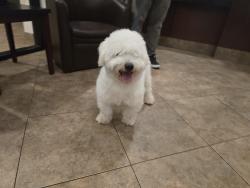 Reunited Male Dog last seen West gate park, west palm beach, FL, 33409, West Palm Beach, FL 33409