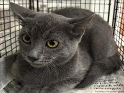 Shelter Stray Male Cat last seen , 957 N Gaffey St, San Pedro, CA 90731, USA