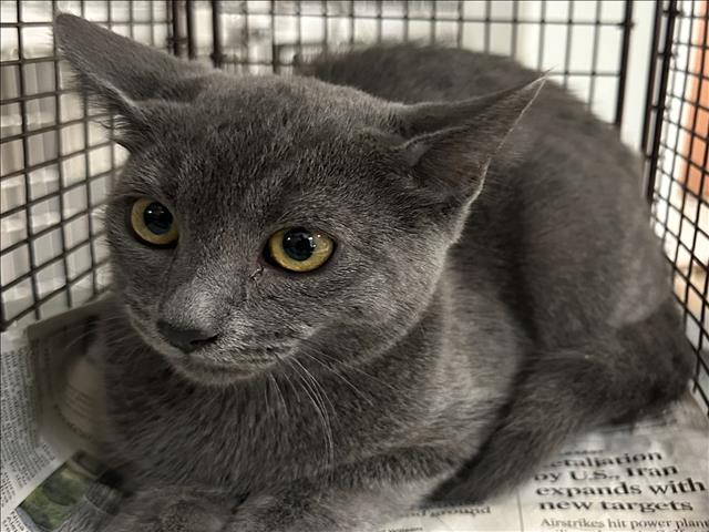 Shelter Stray Male Cat last seen , 957 N Gaffey St, San Pedro, CA 90731, USA