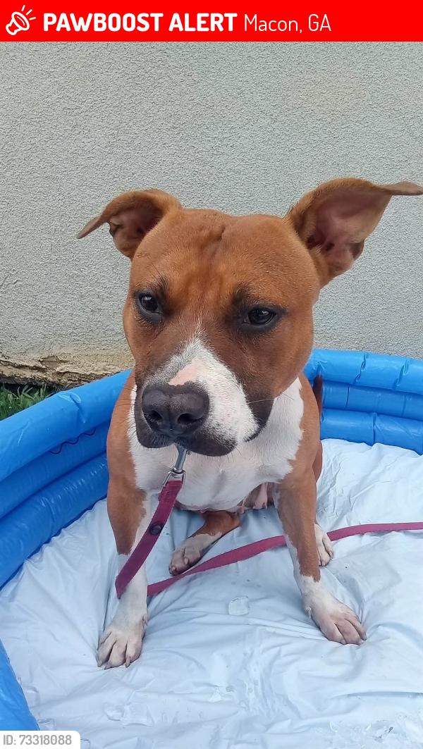 Lost Female Dog last seen Wendy's Eisenhower Pkwy, Macon, GA 31206