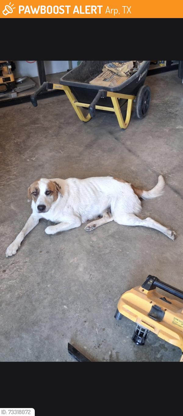 Found/Stray Female Dog last seen County Rd 264, County Rd. 850, Arp, TX 75750