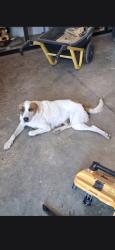 Found/Stray Female Dog last seen County Rd 264, County Rd. 850, Arp, TX 75750