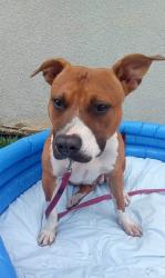 Lost Female Dog last seen Wendy's Eisenhower Pkwy, Macon, GA 31206