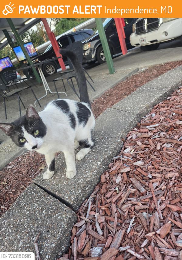 Found/Stray Male Cat last seen Near US-40, Independence, MO 64052, Independence, MO 64052