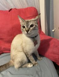 Lost Female Cat last seen Crossover rd & mesquite, San Marcos, TX 78666