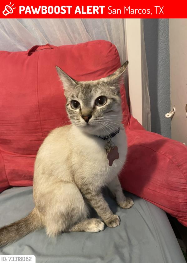 Lost Female Cat last seen Crossover rd & mesquite, San Marcos, TX 78666