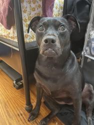 Reunited Male Dog last seen Buena vista and Church St, Lemon Grove, CA 91945