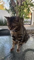 Reunited Male Cat last seen Near sw 130th st, Miami, FL 33156