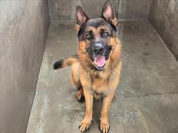 Shelter Stray Male Dog last seen , 14409 Vanowen St, Van Nuys, CA 91405, USA