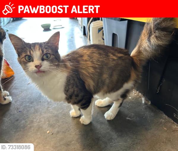 Lost Female Cat last seen Way Off Raccoon Valley, Anderson County, TN 37849