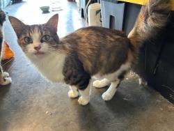 Lost Female Cat last seen Way Off Raccoon Valley, Anderson County, TN 37849
