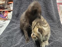 Shelter Stray Female Cat last seen , 14409 Vanowen St, Van Nuys, CA 91405, USA
