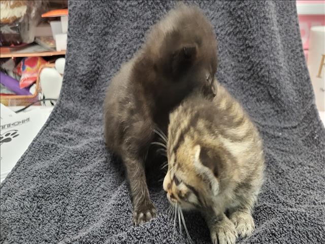 Shelter Stray Female Cat last seen , 14409 Vanowen St, Van Nuys, CA 91405, USA