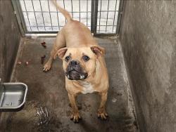 Shelter Stray Male Dog last seen , 14409 Vanowen St, Van Nuys, CA 91405, USA
