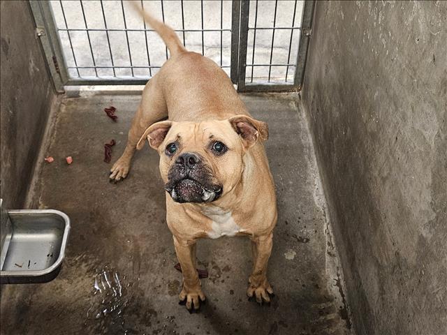 Shelter Stray Male Dog last seen , 14409 Vanowen St, Van Nuys, CA 91405, USA