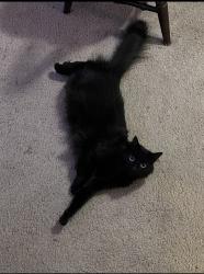 Reunited Female Cat last seen Newport Ave, Bellevue, WA 98006