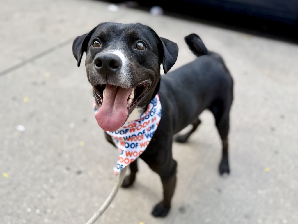 Shelter Stray Male Dog last seen Near Webster Avenue, BRONX, NY, 10467, 326 E 110th St, New York, NY 10029, USA