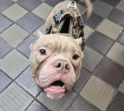 Shelter Stray Male Dog last seen Near W 159 Street, NEW YORK, NY, 10032, 326 E 110th St, New York, NY 10029, USA