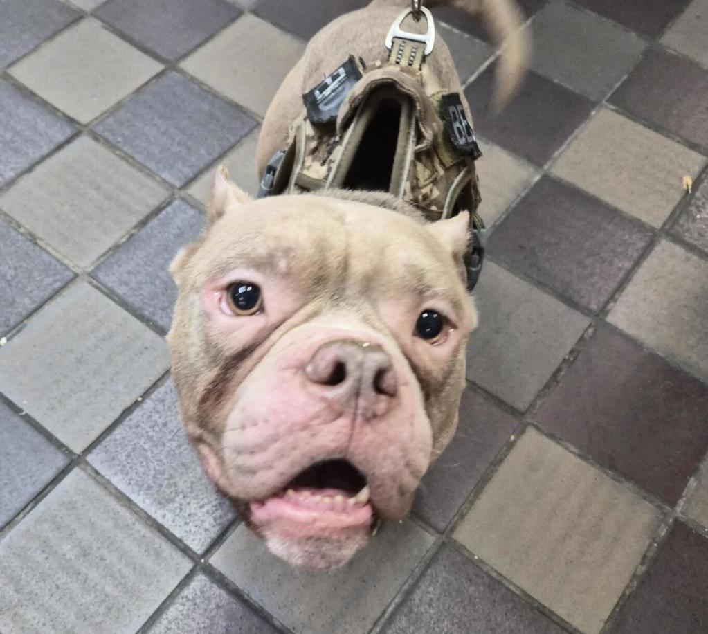 Shelter Stray Male Dog last seen Near W 159 Street, NEW YORK, NY, 10032, 326 E 110th St, New York, NY 10029, USA