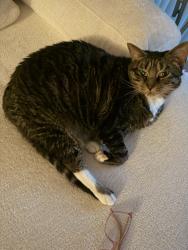 Reunited Female Cat last seen Near Village Blvd, West Palm Beach, FL 33409, USA, West Palm Beach, FL 33409