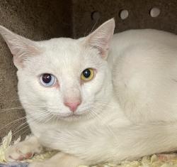 Shelter Stray Male Cat last seen Tillamook & NE 72nd, PORTLAND, OR, 97213, 1700 W Historic Columbia River Hwy, Troutdale, OR 97060, USA