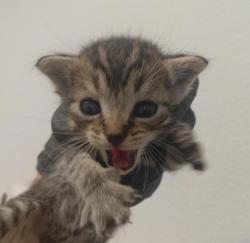 Shelter Stray Male Cat last seen San Diego, CA, 92154, 5500 Gaines St, San Diego, CA 92110, USA
