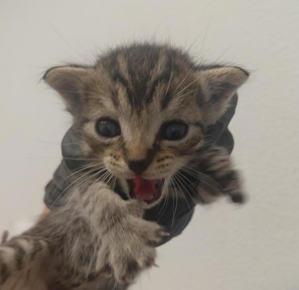 Shelter Stray Male Cat last seen San Diego, CA, 92154, 5500 Gaines St, San Diego, CA 92110, USA
