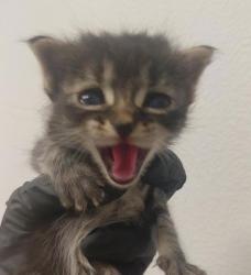 Shelter Stray Female Cat last seen San Diego, CA, 92154, 5500 Gaines St, San Diego, CA 92110, USA